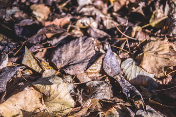 Dry autumn fall leaves. Closeup. Background. Selective focus