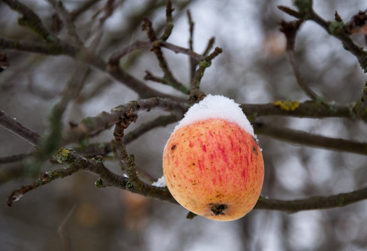 aple with red cheek