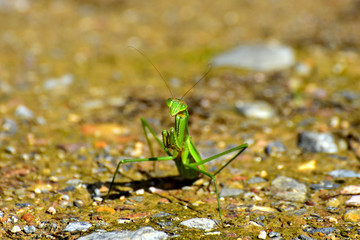 カマキリ