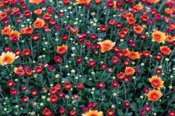 Beautiful red Chrysanthemum flowers on a flower bed. Natural carpet in the garden. Colorful floral decorative background or backdrop