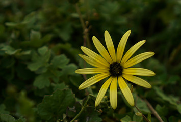Wild yellow daisy flower