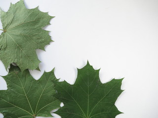 Maple green leaves on white background. Background for signing words.