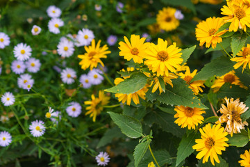 Decorative yellow aster flowers