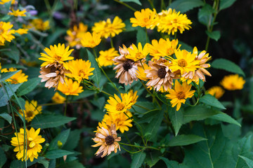 Decorative yellow aster flowers