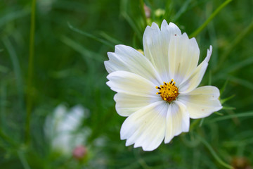 White Cosmea flowers