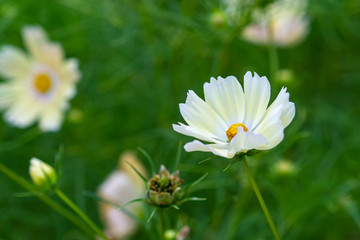 White Cosmea flowers