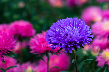 Pink and blue aster flowers