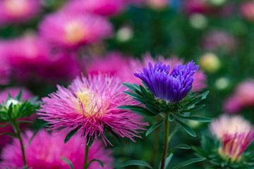 Pink and blue aster flowers