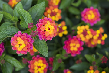 Bunte Wandelröschen (Lantana camara)