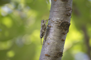 ツクツクボウシ