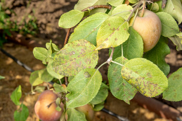 Obraz premium Parasitic defeat of the apple bush and flowers close-up. The concept of protecting an apple garden from pests