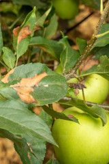 Disease of leaves and branches of apple trees close-up of damage to rot and parasites. The concept of protecting the garden