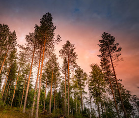 golden autumn sunset skies with heavy dark blue rose clouds above pine forest at swedish countryside