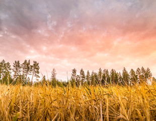 rose sunset skies above field with wheat ready for harvest, swedish forest at horizon line