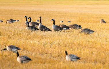 Obraz na płótnie Canvas Flock of wild Geese feeding on harvested corn field. Small flock, sunny day at swedish countryside