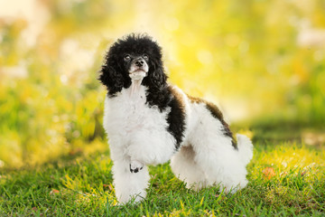 poodle harlequin cute puppy beautiful sunny portrait