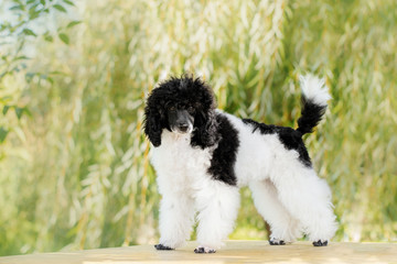 poodle harlequin cute puppy beautiful sunny portrait