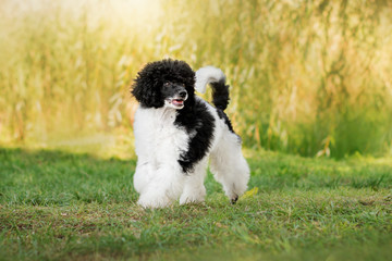 poodle harlequin cute puppy playing on a sunny meadow