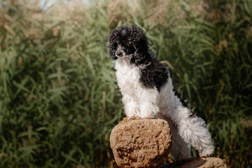 poodle harlequin cute puppy is beautifully standing on the stone