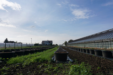 a farm in summer with blue sky