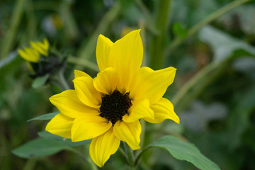 sunflower in a garden, closeup