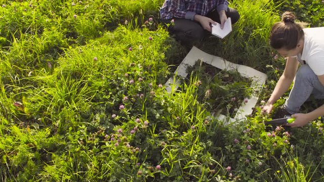 Top view. Two ecologist examining plants on the meadow. Man measuring the height of a plant. Field work