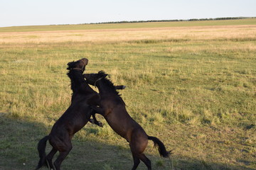 Horses