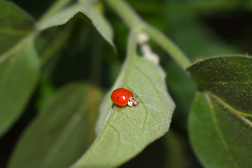 red ladybug on green leaf.