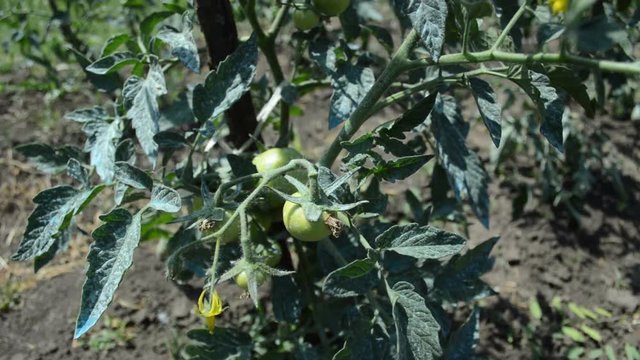 Unripe tomatoes on branch.