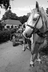horse and carriage