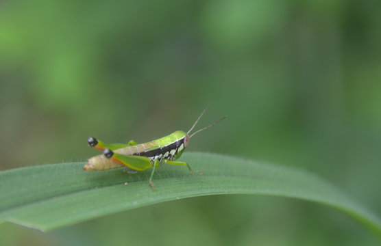 Grasshopper on green grass leaf in a meadow on the background of nature blur.