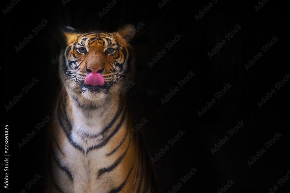 Wall mural Young sumatran tiger walking out of shadow