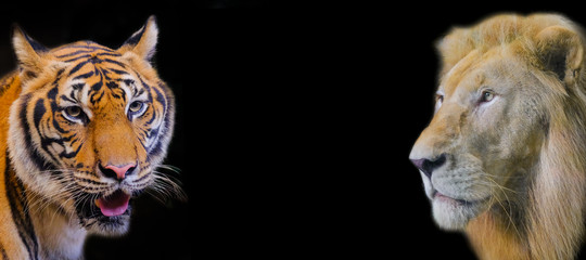 Tiger with Lion on black background and copy space