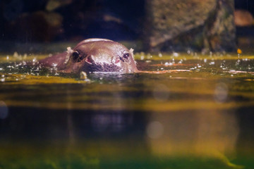 Huge hippopotamus in the water zoo