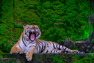 Fototapeta na wymiar The tiger is behind the green branches. (Indochinese tiger)