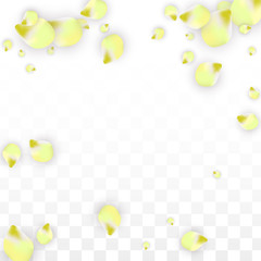 Vector Realistic Pink Petals Falling on Transparent Background.  Spring Romantic Flowers Illustration. Flying Petals. Sakura Spa Design. Blossom Confetti.