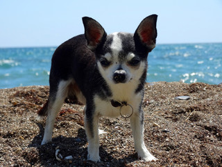 Little dog Chihuahua on the beach