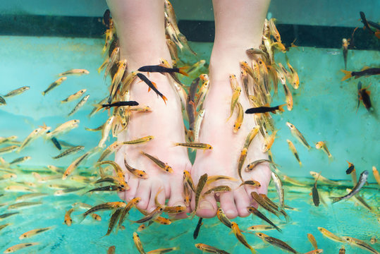 Fish spa/ Fish spa for peeling Garra Rufa in an aquarium cleans the skin of the girl's feet