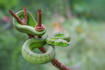 Large-eyed Green Pitviper or Trimeresurus [Cryptelytrops] macrops Krammer or Green pit vipers or Asian pit vipers, green snake on branch with green background in Thailand.