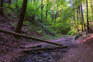 Bolechowicki gorge in the Krakow-Czestochowa Jura
