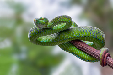 Large-eyed Green Pitviper or Trimeresurus [Cryptelytrops] macrops Krammer or Green pit vipers or Asian pit vipers, green snake on branch with green background in Thailand.