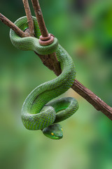 Large-eyed Green Pitviper or Trimeresurus [Cryptelytrops] macrops Krammer or Green pit vipers or Asian pit vipers, green snake on branch with green background in Thailand.