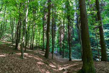 Bolechowicki gorge in the Krakow-Czestochowa Jura
