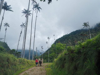Cocora Valley with magnificent wax palms in Colombia