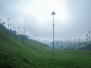 Fototapeta na wymiar Cocora Valley with magnificent wax palms in Colombia