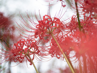 彼岸花　権現堂にて