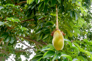 African baobab fruit or Monkey bread