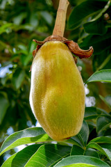 African baobab fruit or Monkey bread