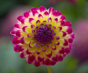 Beautiful multi-colored Dahlia Flower