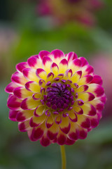 Beautiful multi-colored Dahlia Flower